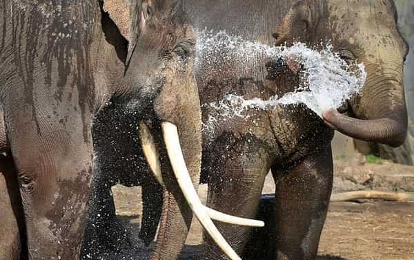 Dierentuin ARTIS-Park