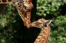 ARTIS Royal Zoo preview image Giraffes