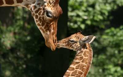 ARTIS Amsterdam Royal Zoo