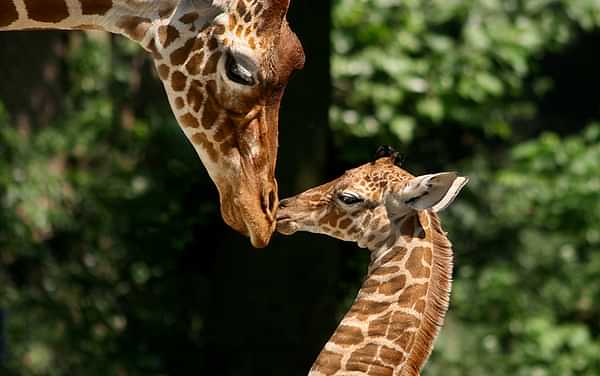 Dierentuin ARTIS-Park