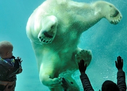 Diergaarde blijdorp gallery image 1 polar bear c2 nbonrxsp