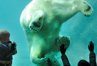 Diergaarde blijdorp gallery image 1 polar bear c2 nbonrxsp