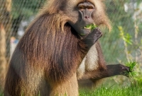 Diergaarde blijdorp gallery image 3 monkey c2 50nh0qn4