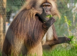 Diergaarde blijdorp gallery image 3 monkey c2 50nh0qn4