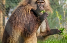 Diergaarde blijdorp gallery image 3 monkey c2 50nh0qn4