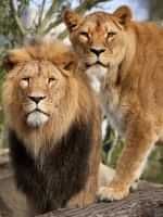 ARTIS Amsterdam Royal Zoo