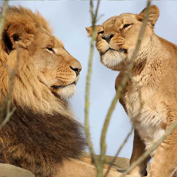 Dierentuin ARTIS-Park